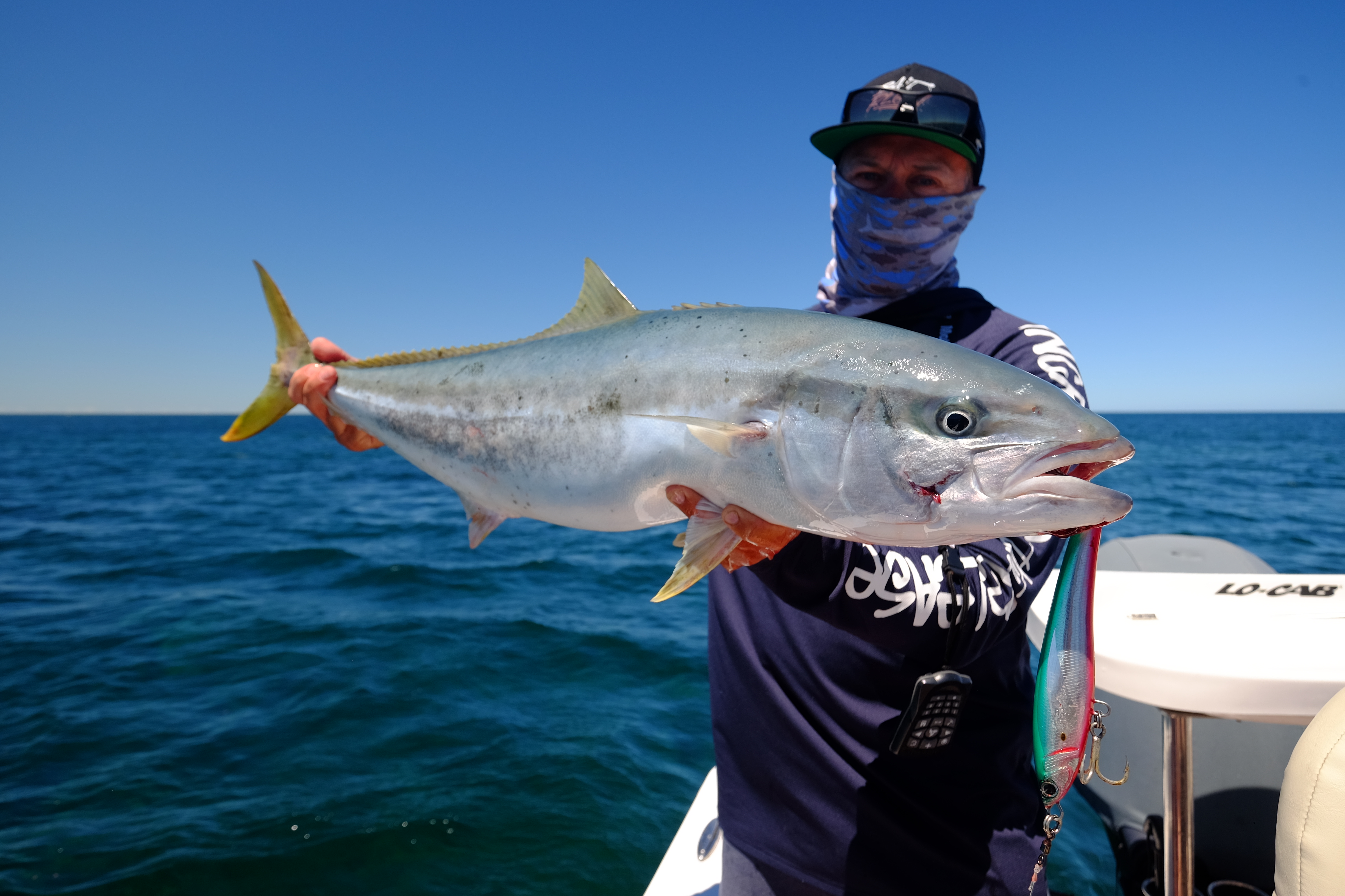 Yellowtail Kingfish - VRFish