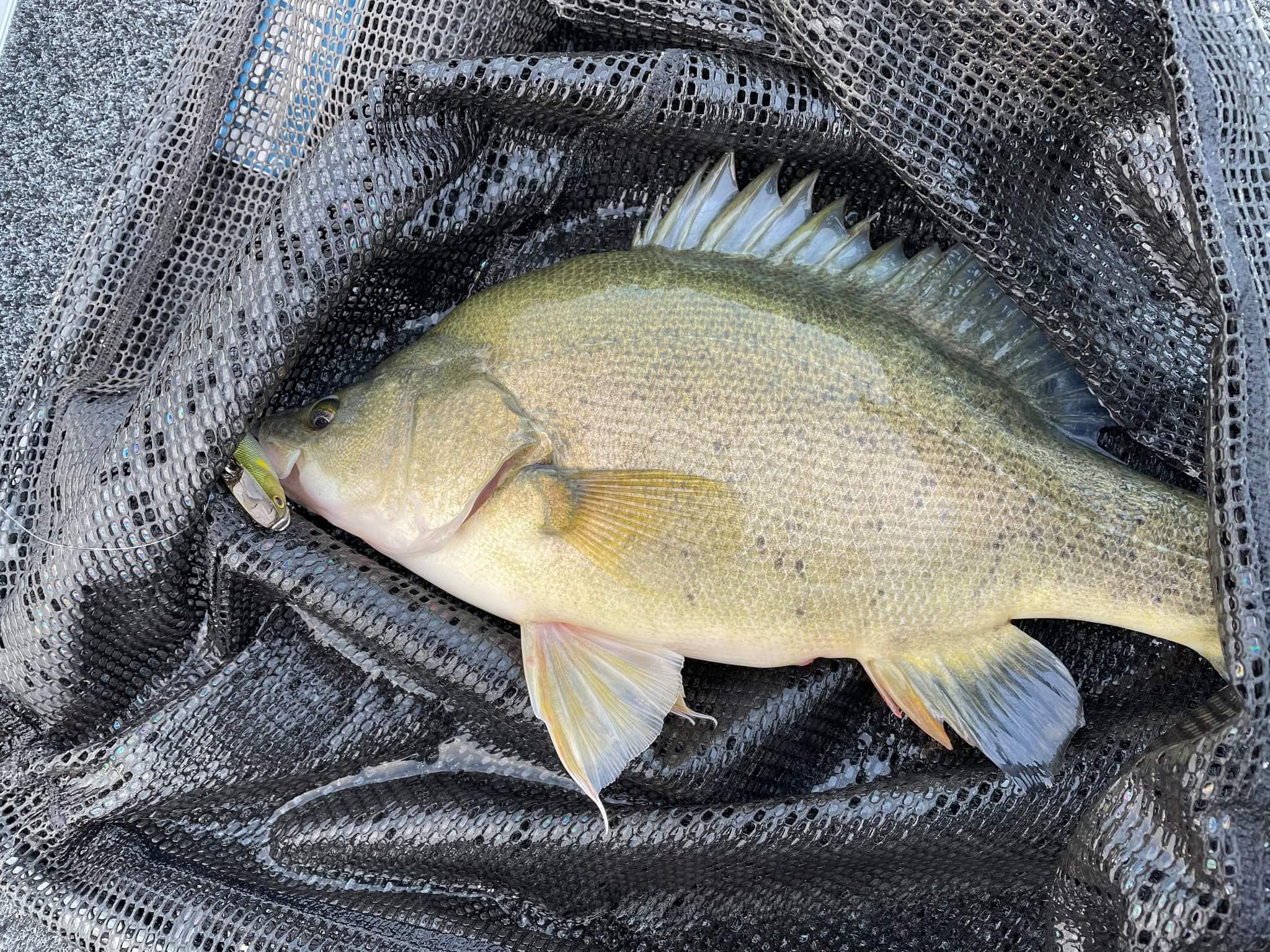 Golden perch on sale