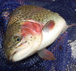Photo of a Trout