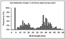 This graph shows the shell length frequency of pipis sampled at transects greater than 3km from a beach access point