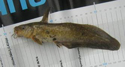 freshwater-catfish
