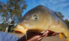 carp fish