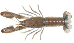 Yabby. Image courtesy of Department of Fisheries WA.