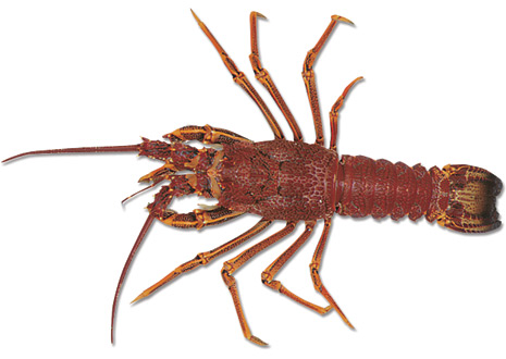 Rock Lobster (all species) - VFA