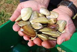 Pipis from Venus Bay are mostly collected for food