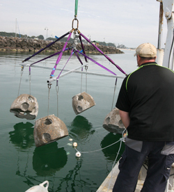 shore based reef fishing in portarlington