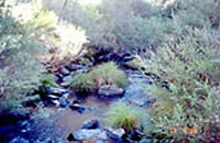 Koetong Creek