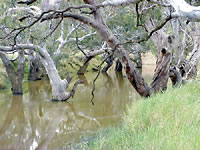 Avoca River