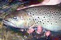 Brown trout