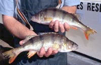 Lake Burrumbeet redfin