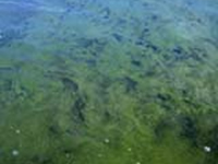 Blue-green algae - VFA