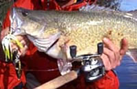 Murray cod