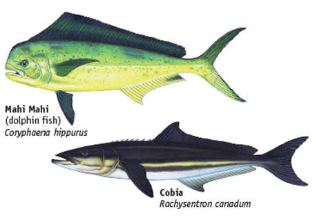 Mahi Mahi and Cobia Species of fish