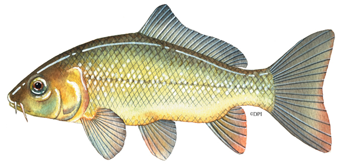 https://vfa.vic.gov.au/__data/assets/image/0005/338774/EUROPEAN_CARP.jpg