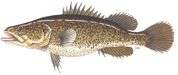 MURRAY_COD