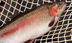 Photograph of farm grown rainbow trout