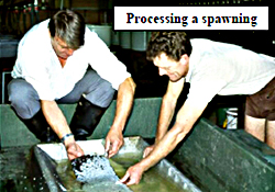 processing a spawning