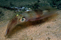 Calamari Egg Cluster