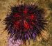 Sea urchin in MDC touch tank
