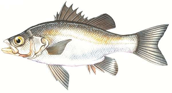 Estuary perch (including Australian bass and hybrids) - VFA