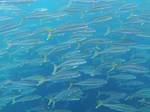 School of Kingfish