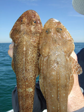 Sandtiger and bluespotted flathead