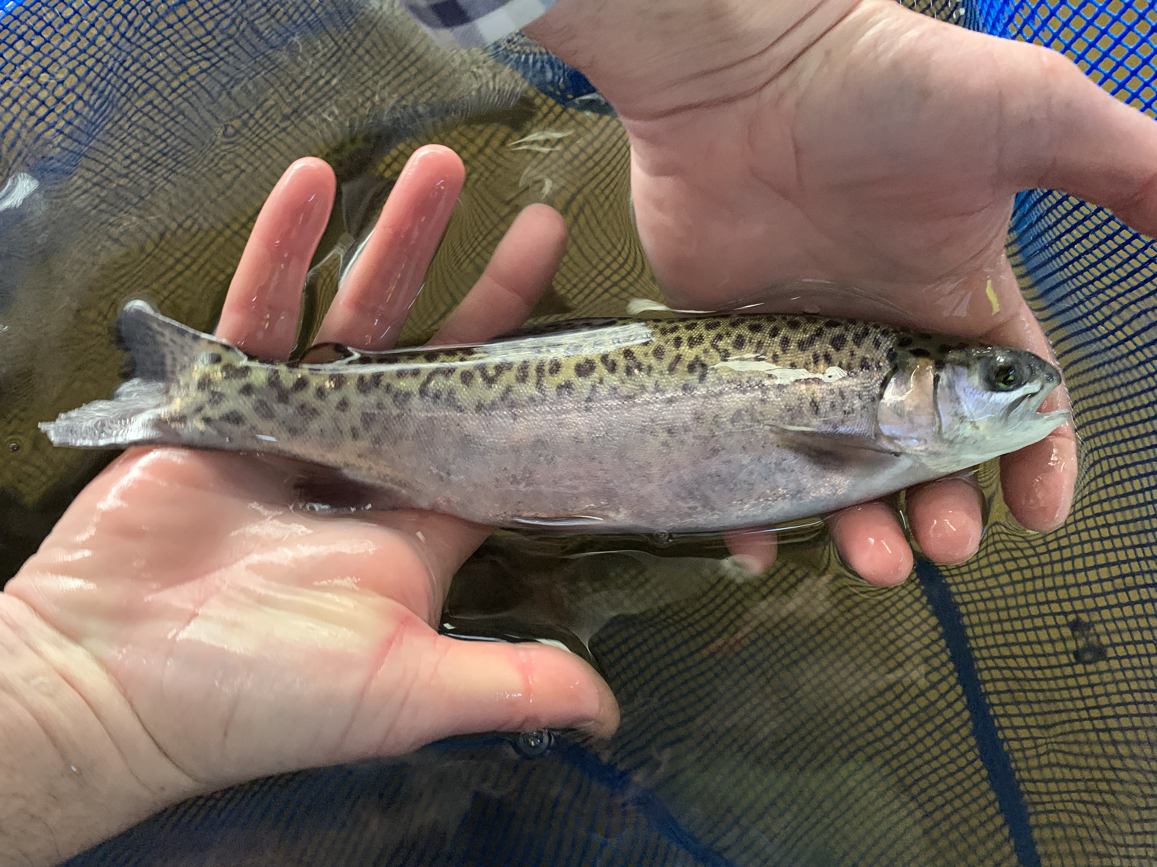 Big cats spotted swimming at Lake Purrumbete - VFA