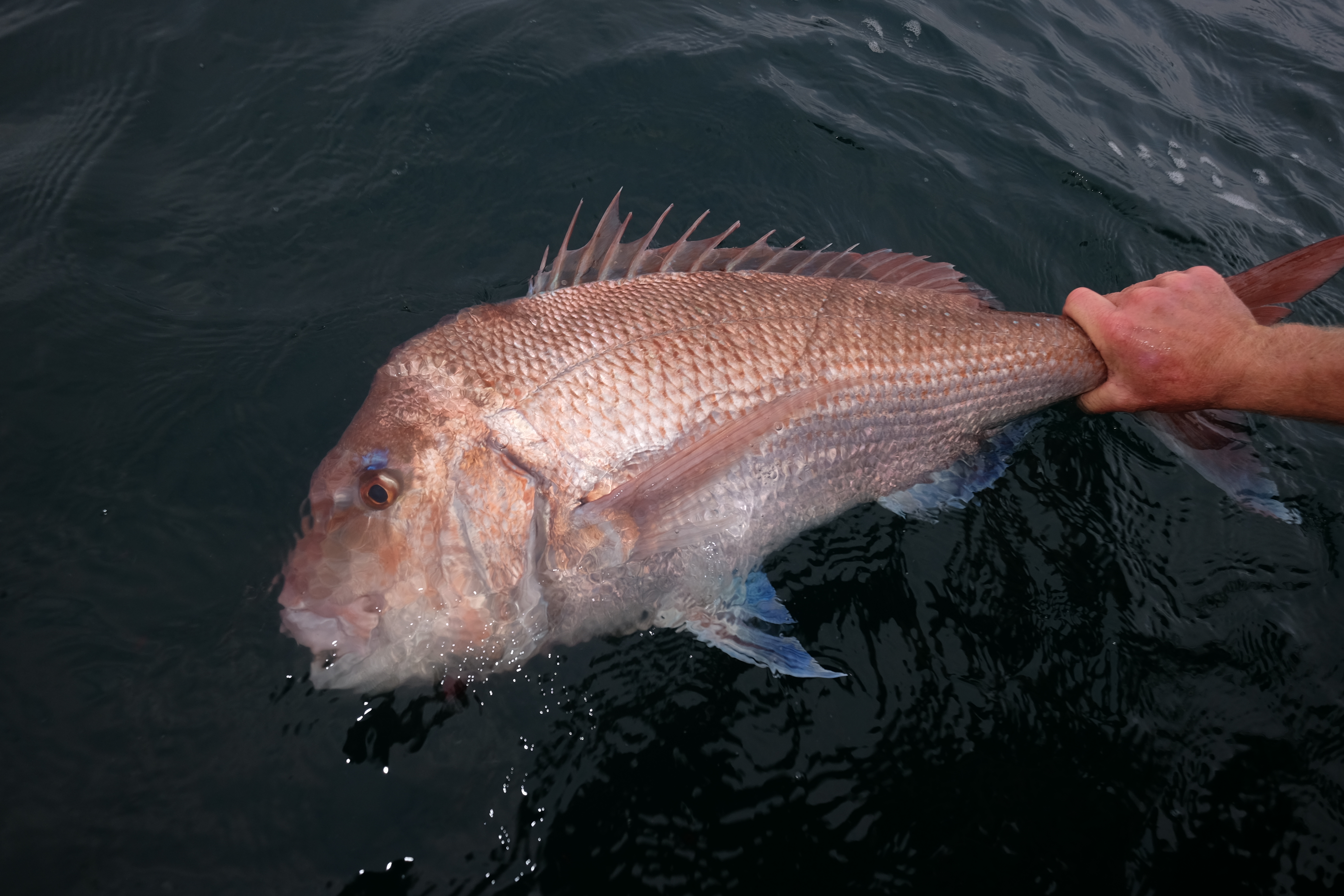 HOW TO CATCH SNAPPER and BOTTOM FISH USING BAITS seminar live