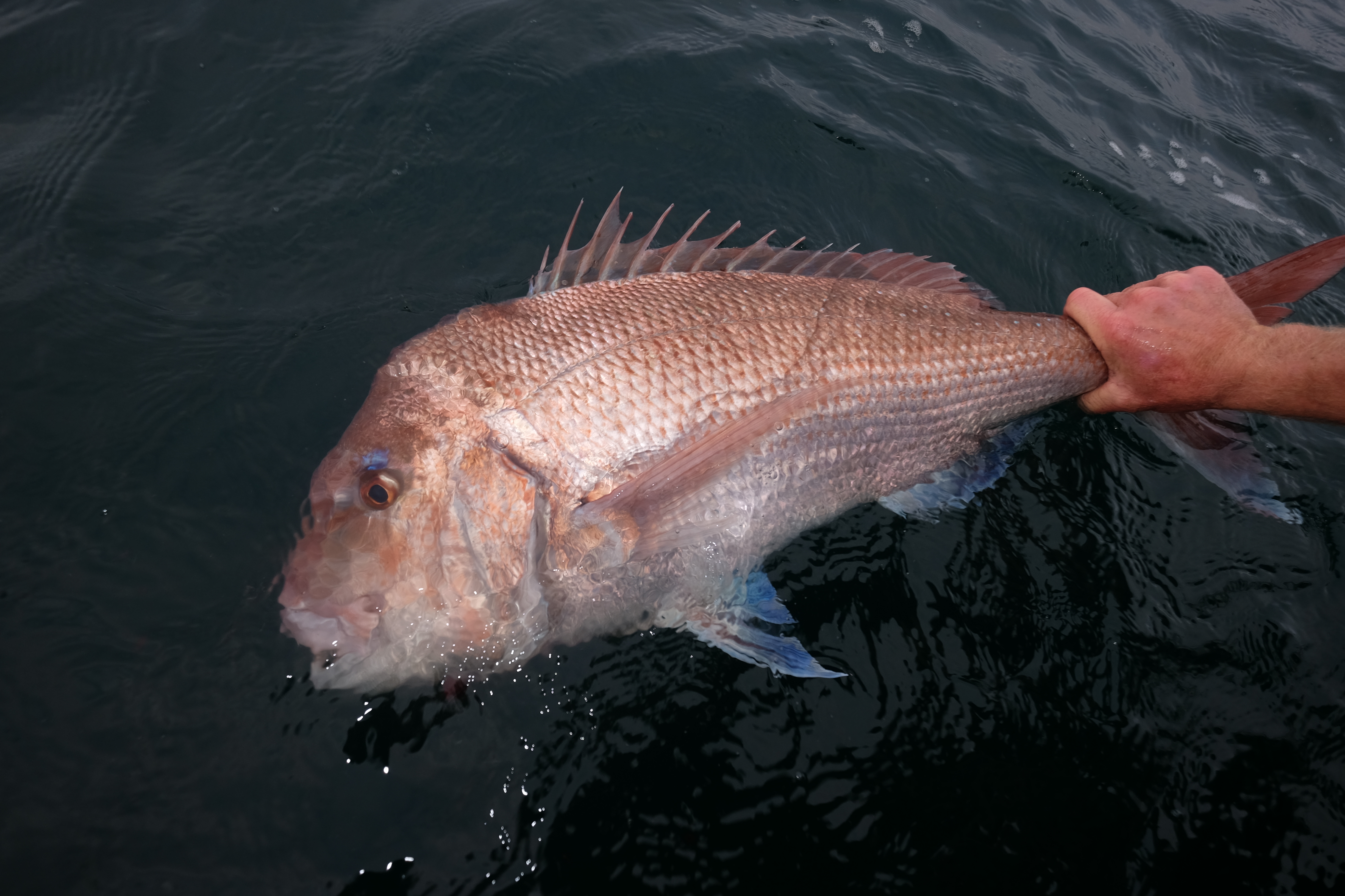 Lakes Entrance - Snapper Fishing Tackle