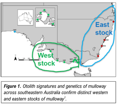 Mulloway stocks across Aus