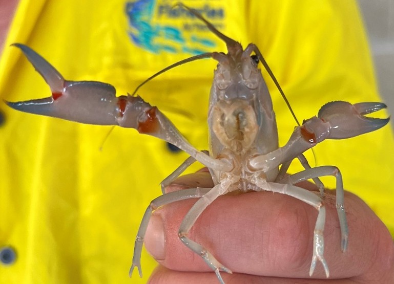 Fisheries holding bait yabby