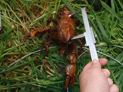 gippsland-spiny-lobster