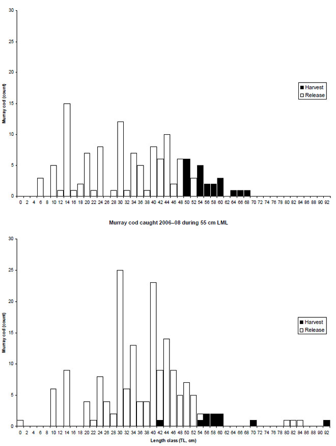 Figure 12. Frequency counts of lengths of Murray cod measured by anglers that were interviewed on the Murray River and Victorian tributaries 2006&amp;ndash;08 under a 50 cm LML (n=132)(upper panel)and a 55 cm LML (n=177)(lower panel). Fish that were harvested (solid bars) and released (open bars) are shown separately.