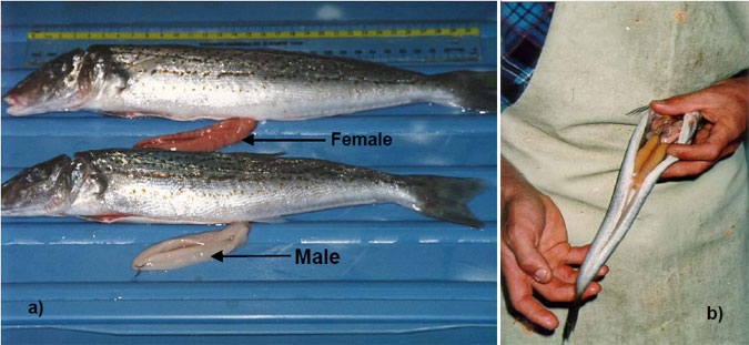 Images of reproductively mature King George whiting that were supplied to anglers involved in collection of frames (photo courtesy of Dr. Tony Fowler, South Australian Research and Development Institute), b) developing female collected during April in Victorian coastal waters.