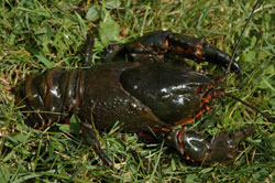 Photo of Gippsland spiny freshwater crayfish