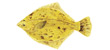 Greenball Flounder