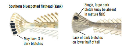 Dusky Flathead Features