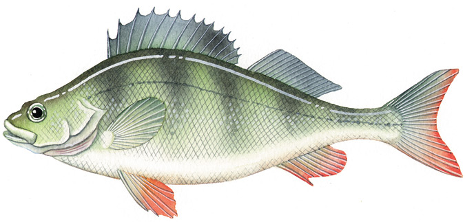 Red Fin Perch