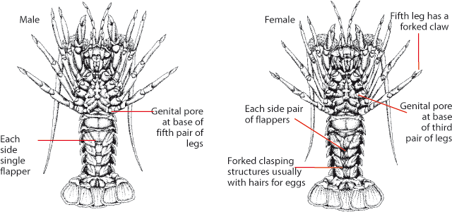 Rock Lobster (all species) - VFA