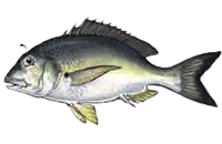 Black Bream