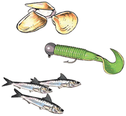 Fish illustration