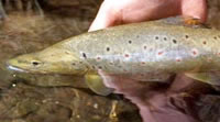 Brown trout