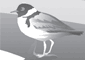 Illustration of Hoodee Plover