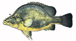 golden perch Illustration