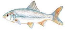 Roach Fish Illustration