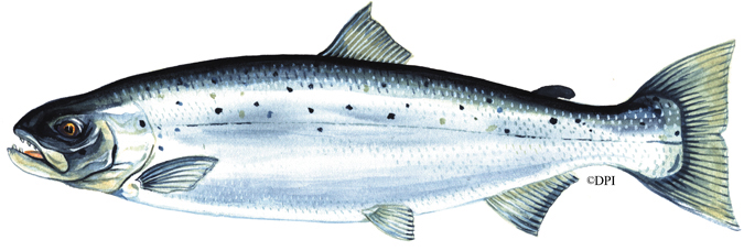 Atlantic salmon