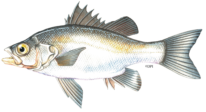 Estuary perch