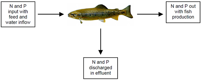 Diagram showing: N and P input with the feed and water inflow, N and P out with the fish production, N and P discharged in effluent