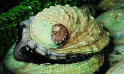 Photograph of Blacklip Abalone