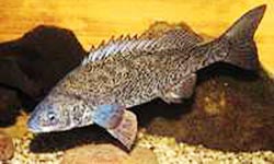 Photograph of silver perch